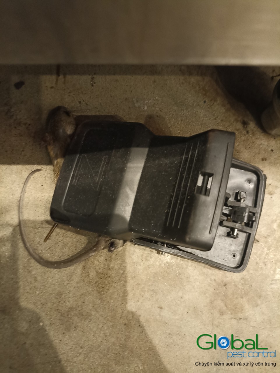Xử lý và diệt Chuột