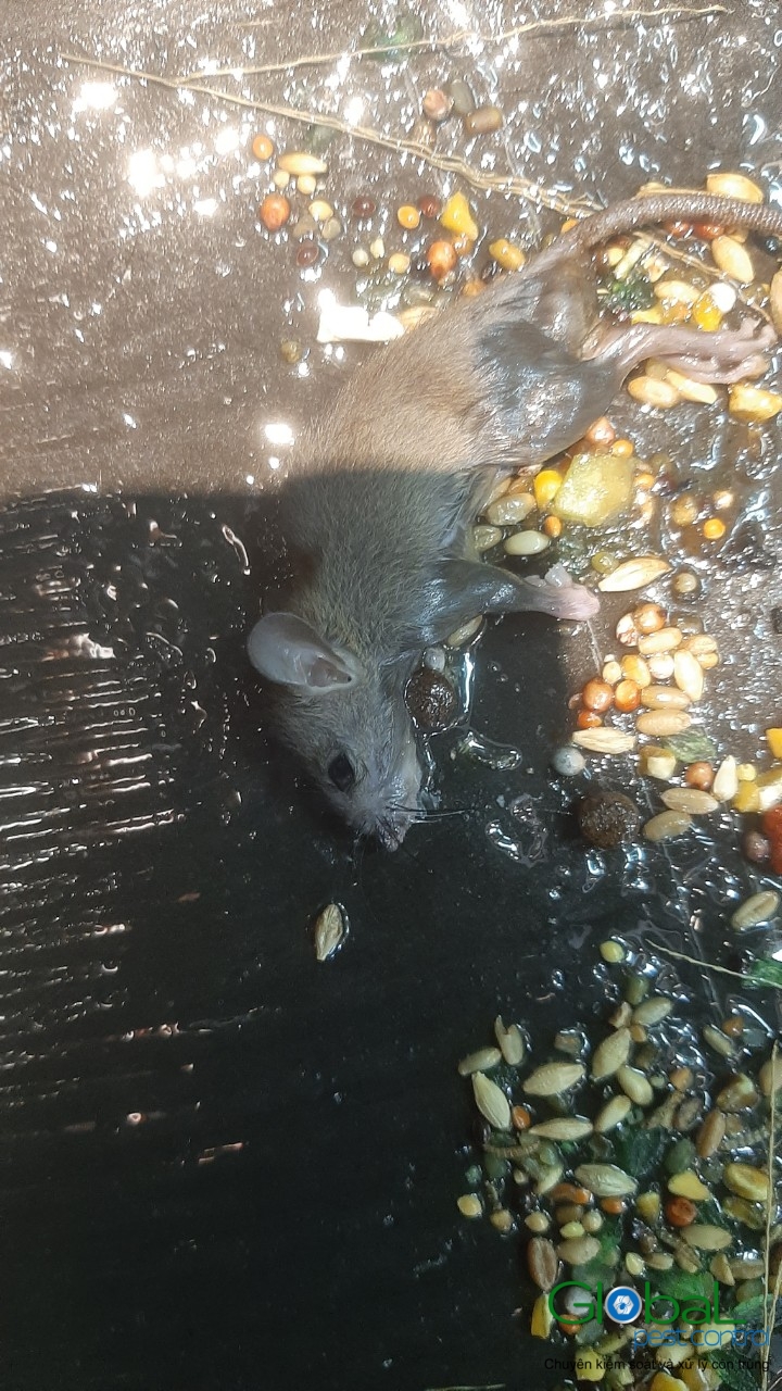 Xử lý và diệt Chuột