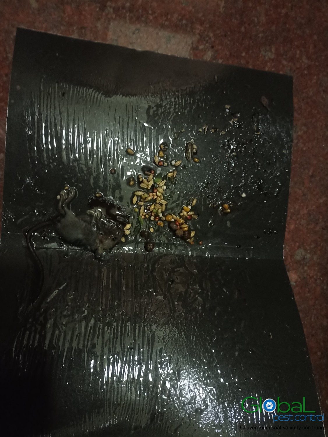 Xử lý và diệt Chuột