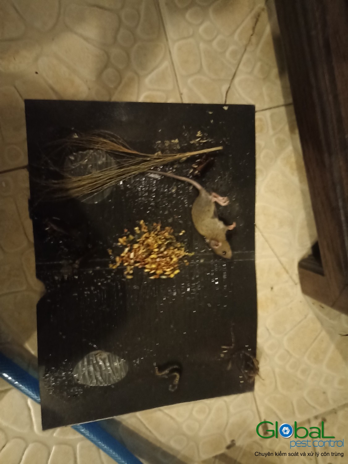 Xử lý và diệt Chuột