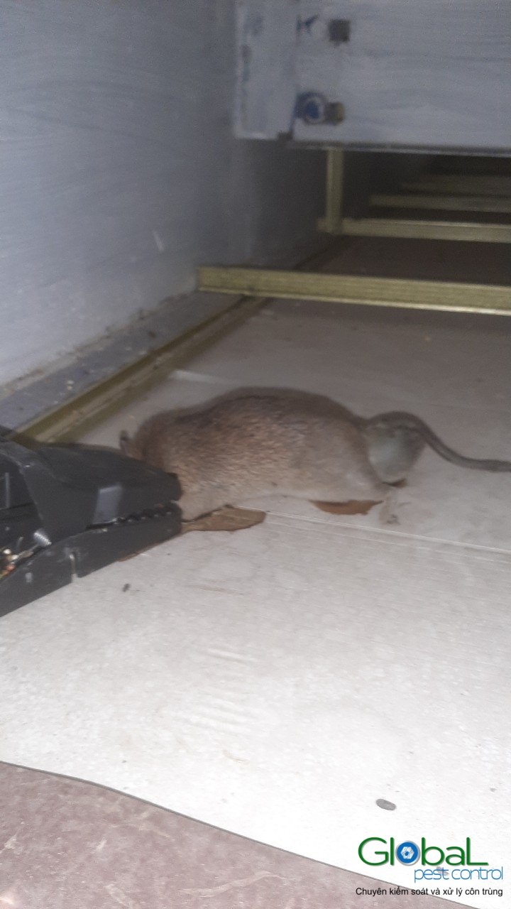 Xử lý và diệt Chuột