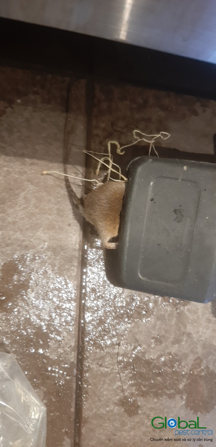 Xử lý và diệt Chuột
