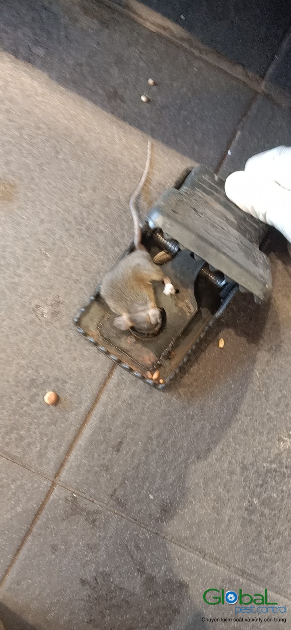 Xử lý và diệt Chuột