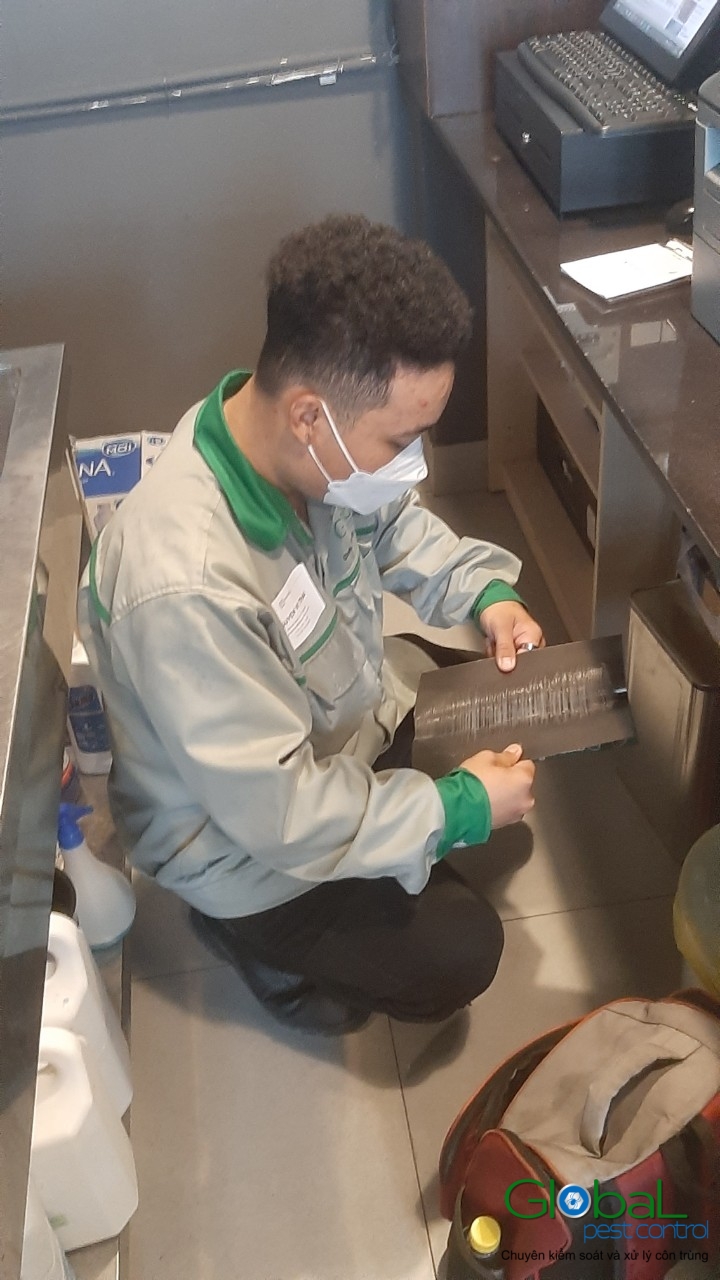 Phun diệt côn trùng định kỳ