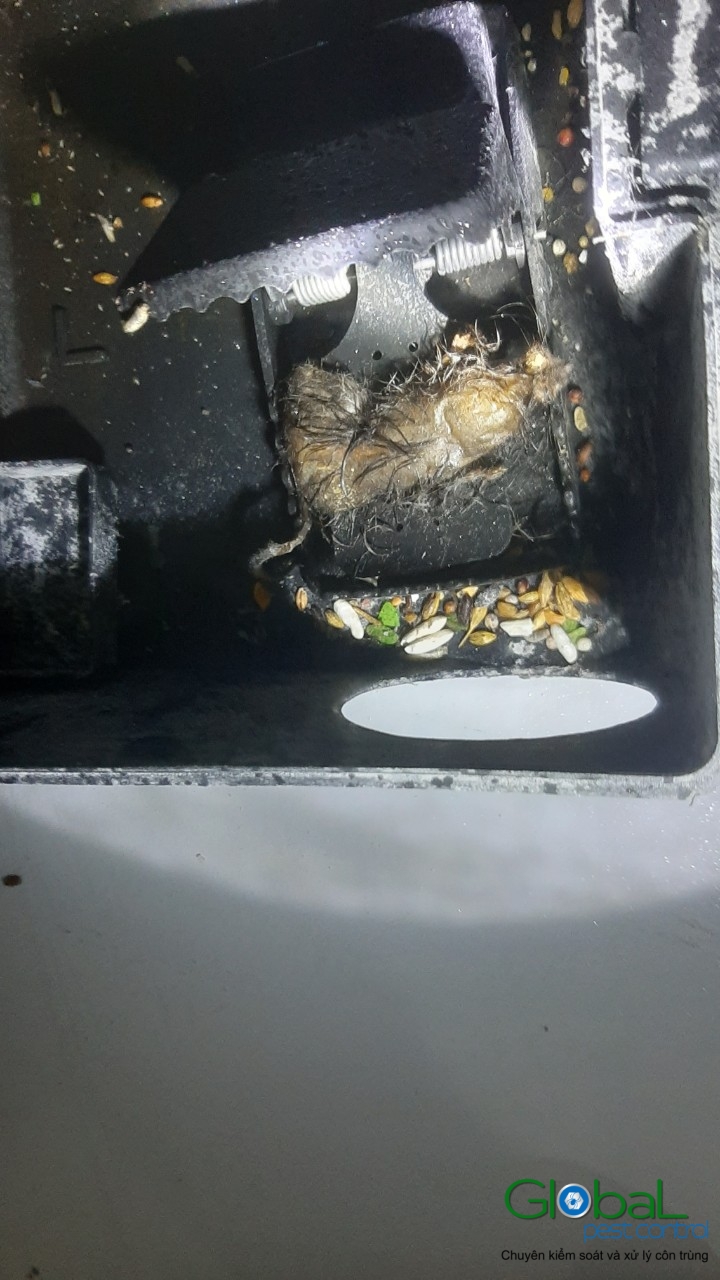 Xử lý và diệt Chuột định kỳ