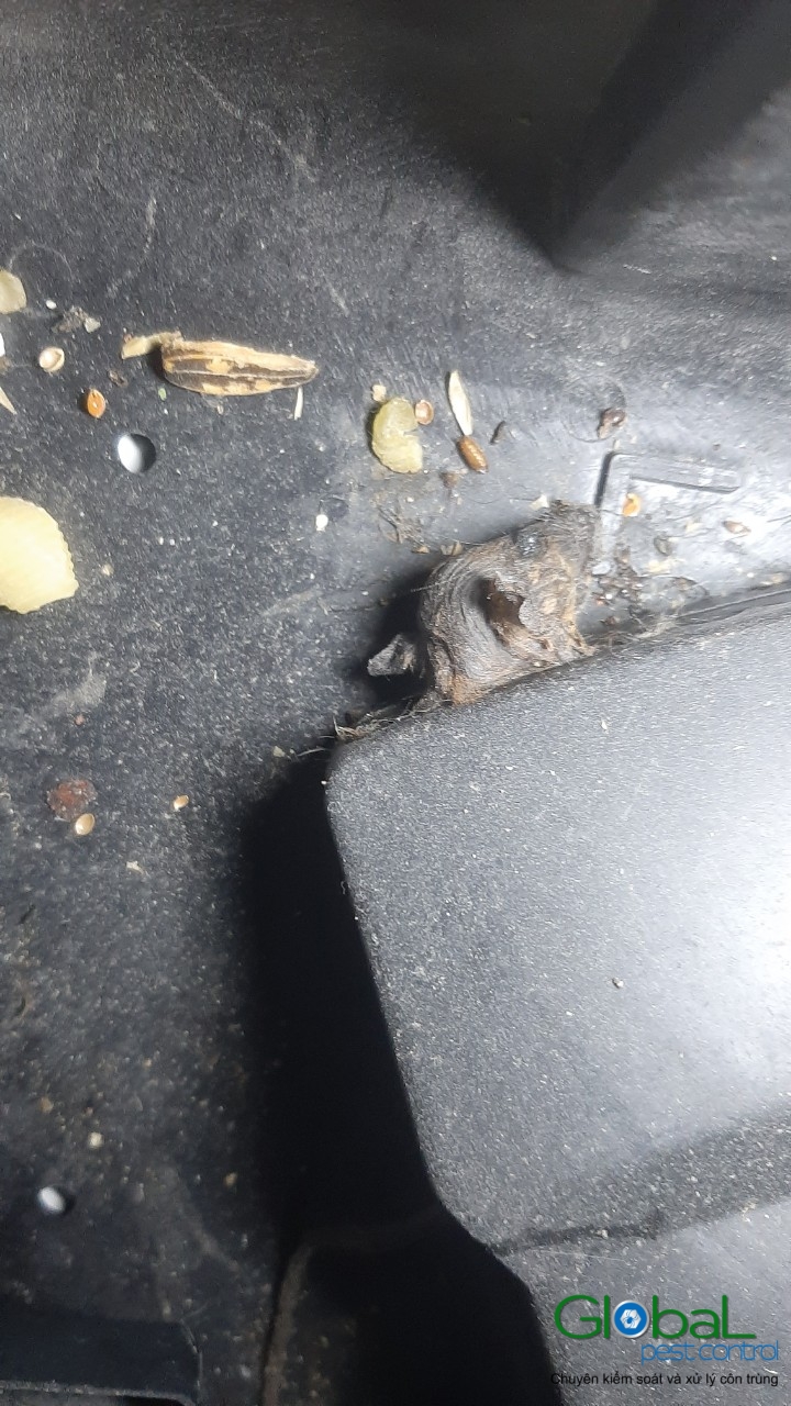 Xử lý và diệt Chuột định kỳ