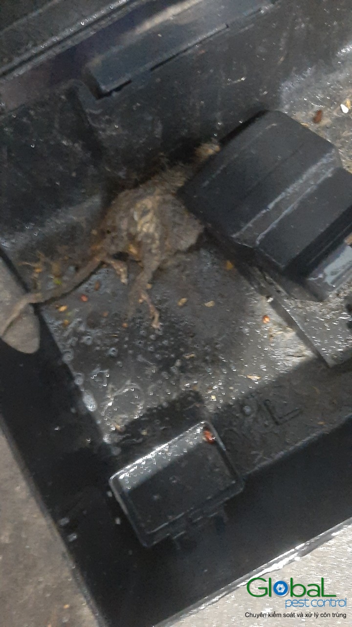 Xử lý và diệt Chuột định kỳ