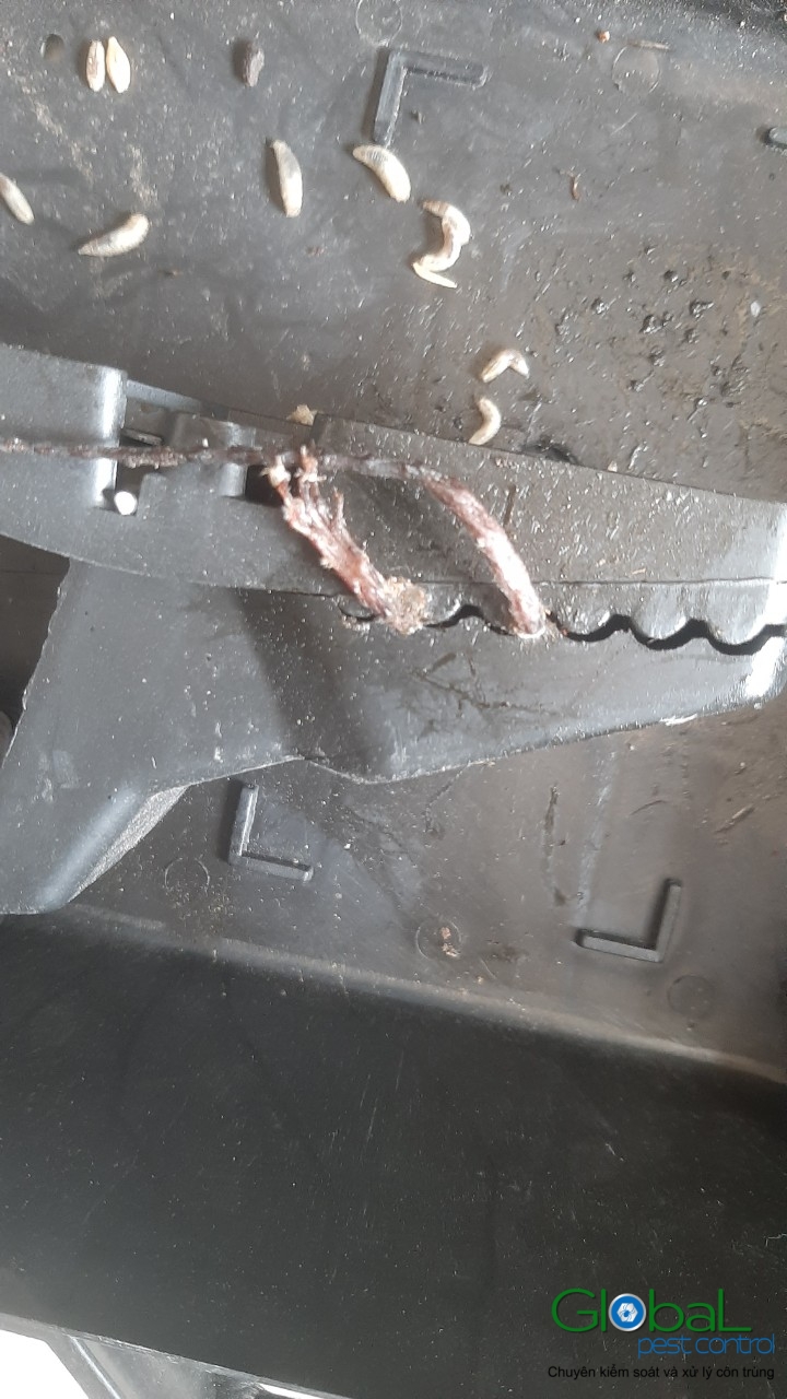 Xử lý và diệt Chuột định kỳ