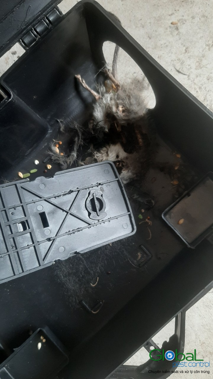 Xử lý và diệt Chuột định kỳ