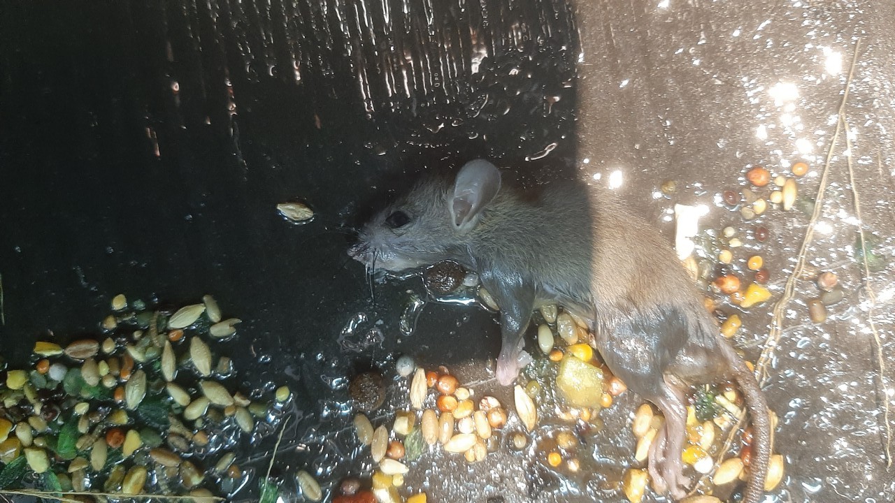 z4260629948852 fb70e311fd274fc0350436b8aea2b533