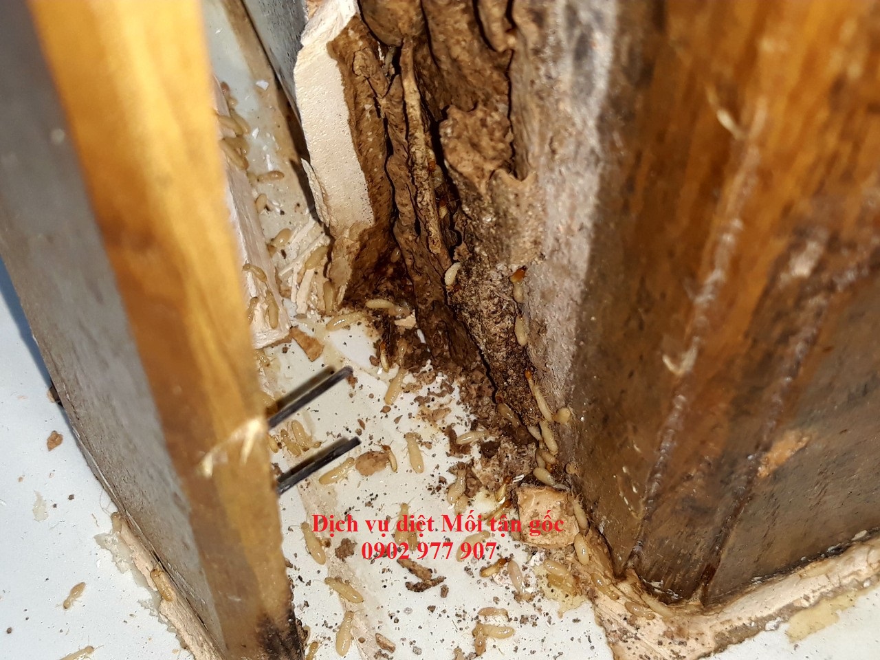 Dịch vụ đặc trị Mối - Xử lý Mối tận gốc - Diệt Mối giá rẻ Thủ Đức