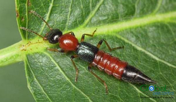 Dịch vụ diệt Kiến ba khoang bằng hóa chất Fendona 10SC