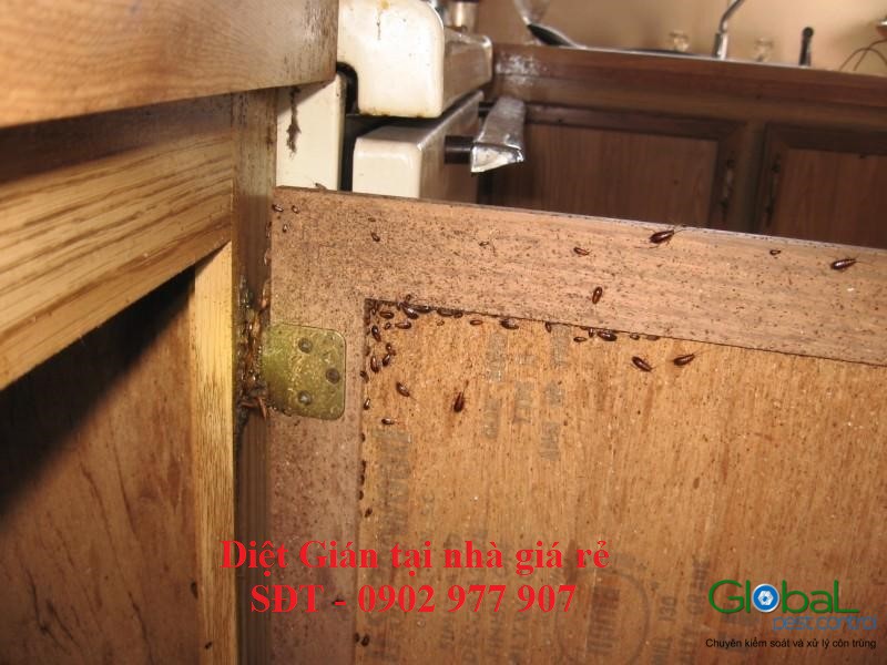 diệt gián tại nhà giá rẻ (1)