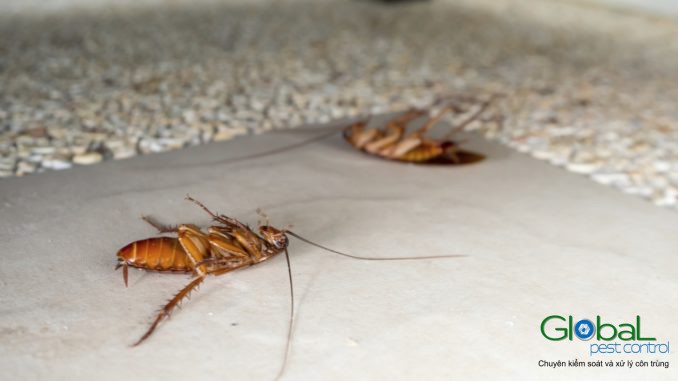 diệt gián văn phòng (2)