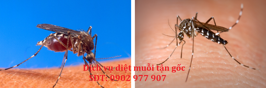 diệt muỗi