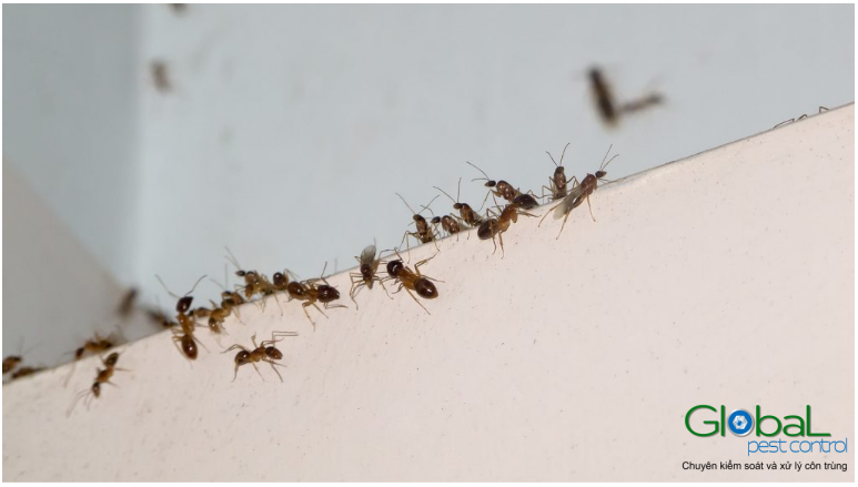 kiến trong phòng ngủ 1