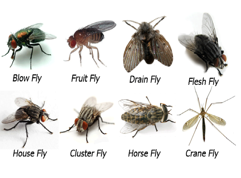 ruồi khutrungtoancau