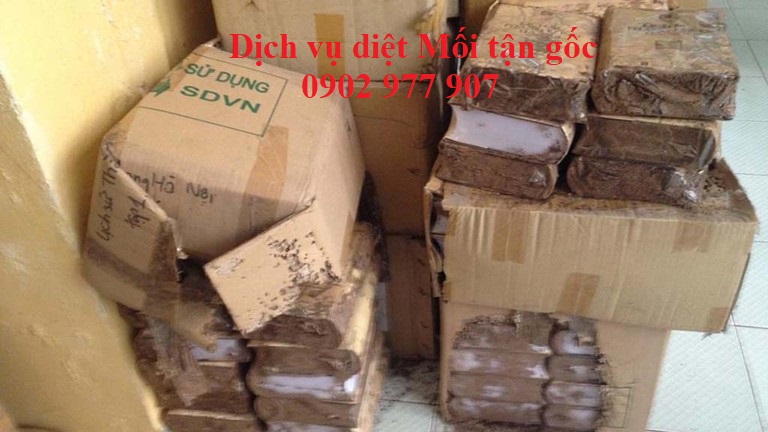 Bạn cần dịch vụ diệt mối giá rẻ, chất lượng do Cty Khử Trùng Toàn Cầu cung cấp! Gọi ngay cho chúng tôi để được hỗ trợ 0902 977 907