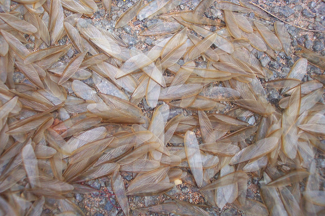termite wings