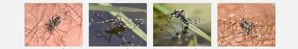 Ảnh về muỗi hổ châu á