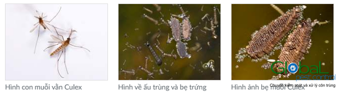 muỗi vằn culex1