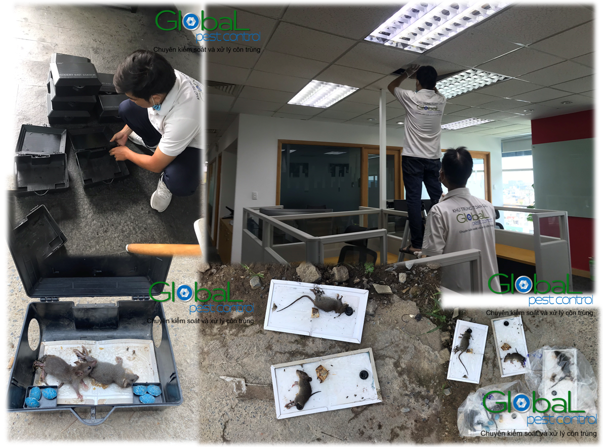 dịch vụ diệt chuột tháng 06 2021 (2)