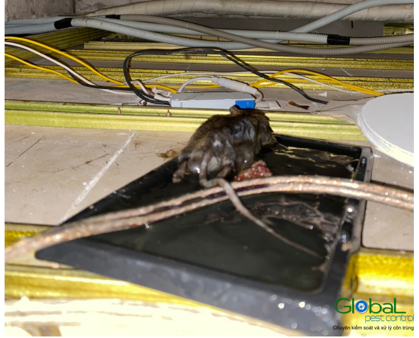dịch vụ diệt chuột tháng 06 2021 (3)