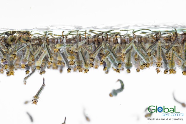 Dịch vụ diệt Muỗi dành cho căn hộ, chung cư trong những mùa mưa