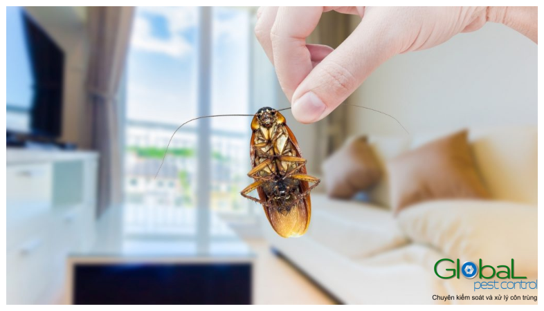 Làm thế nào để diệt Gián trong Căn hộ Thông tin kiểm soát và xử lý Gián