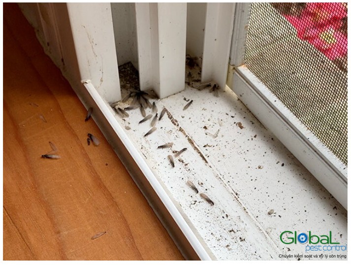 Làm thế nào để kiểm soát và xử lý Mối hiệu quả 2