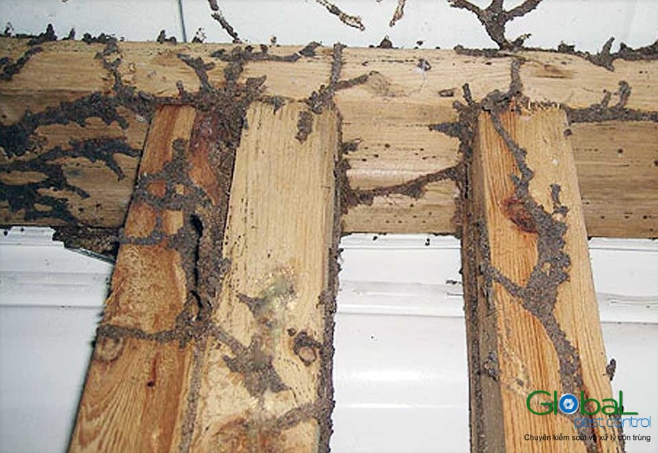 Làm thế nào để kiểm soát và xử lý Mối hiệu quả