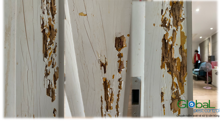 khu vực bị mối tấn công phá hoại