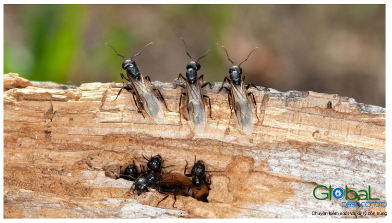 Kiến có cánh xuất hiện trong nhà Nguyên nhân và cách xử lý