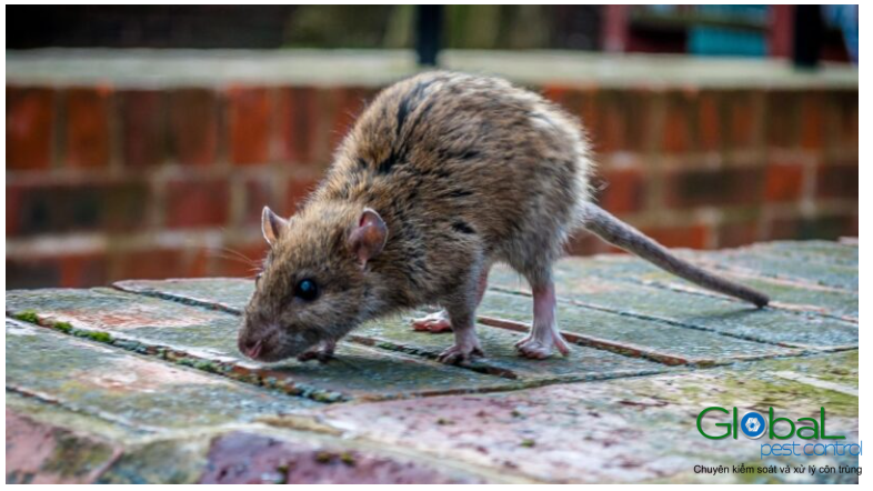 Điều gì thu hút chuột vào nhà