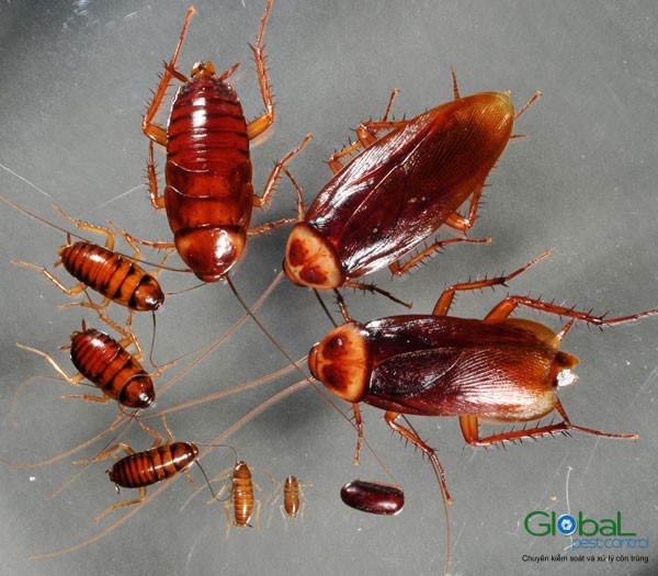 Periplanetaamericana