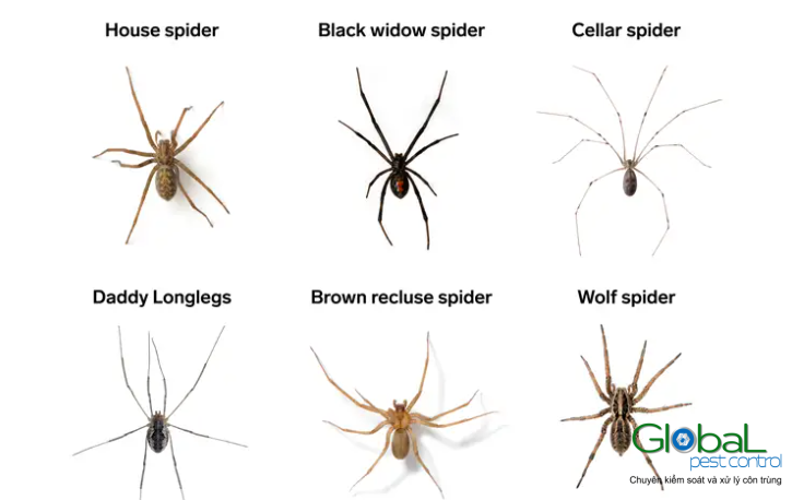 danh sách các loại nhên nhà