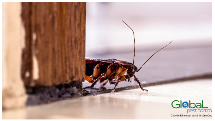 Dịch vụ diệt gián giá rẻ