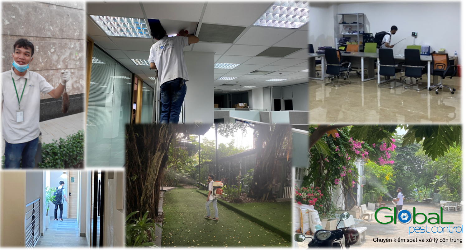 diệt côn trùng trường học