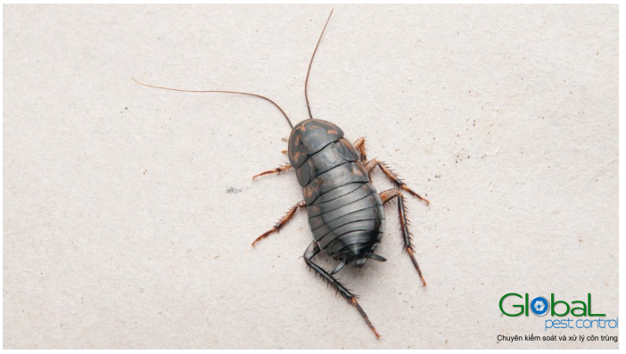 Gián có bay được không 1