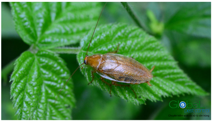 Gián có bay được không 2