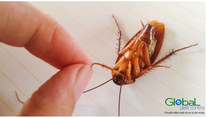 Gián sống được bao lâu?