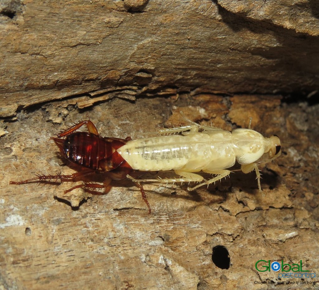 Gián trắng lột xác