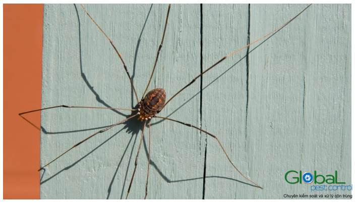 nhện chân dài
