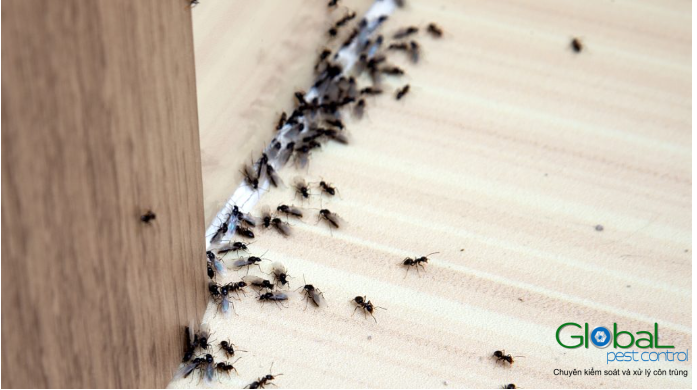 Tại sao có kiến ​​trong phòng khách sạn của tôi