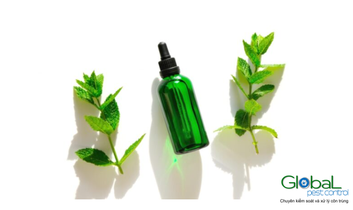 Tinh dầu Bạc hà có xua đuổi được chuột không (3)