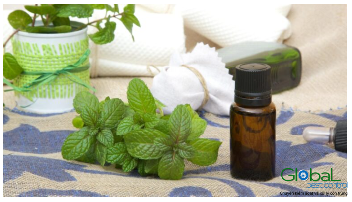 Tinh dầu Bạc hà có xua đuổi được chuột không (4)