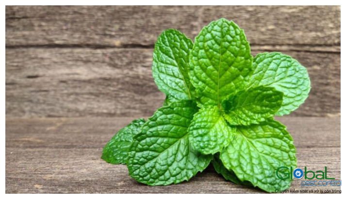 Tinh dầu Bạc hà có xua đuổi được chuột không 5