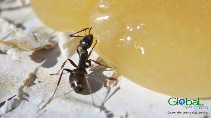 Mật ong có thu hút kiến ​​không 3