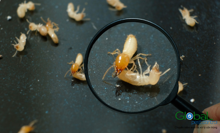 chi phí thuê dịch vụ diệt mối tận gốc