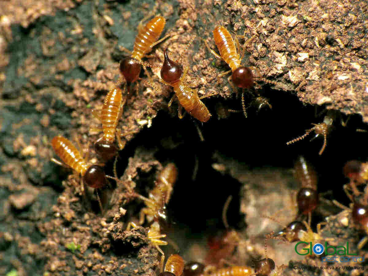 Dịch vụ diệt mối tận gốc Khử Trùng Toàn Cầu (11)